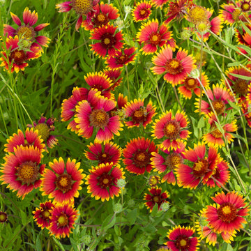 Gaillardia Aristata Flower Seeds for Planting - NON GMO Seeds