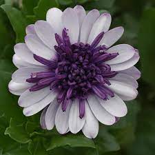 White Purple Omeris Flower Seeds for Planting NON GMO Seeds