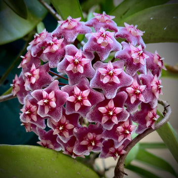 Heirloom Maroon Hoya Flower Seeds for Planting – Non-GMO, Unique Fragrant Garden Blooms
