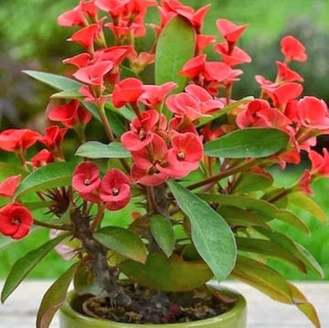 Heirloom Euphorbia Milii Flower Seeds for Planting, Non-GMO Seeds