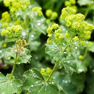Alchemilla Mollis Green Seeds for Planting – Organic, Heirloom, Non-GMO