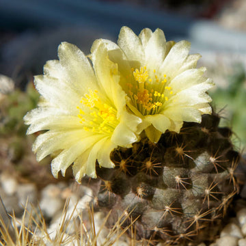 Heirloom Copiapoa Flower Seeds, Non-GMO Rare Cactus Blooms for Drought-Tolerant Garden Planting