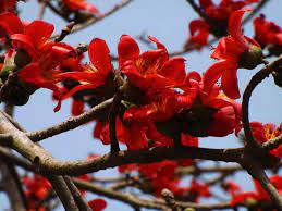 Ceiba Flower Seeds for Planting - 100 pcs seeds for planting in home garden