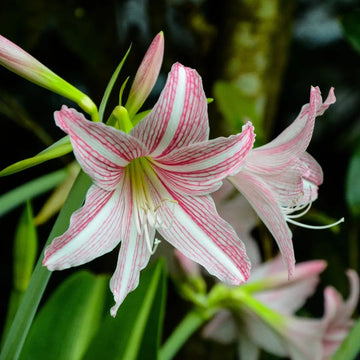 Heirloom Non-GMO Pink Hippeastrum Rutilum Flower Seeds for Garden Planting – Exotic Amaryllis Blooms
