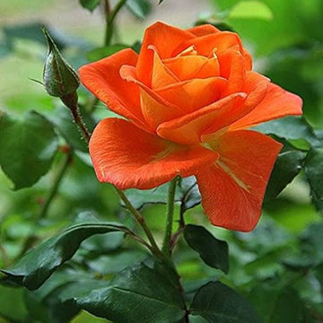 Red Orange Rose Plant Seeds for Planting Non-GMO Heirloom Garden Seeds for Growing Beautiful Flowers