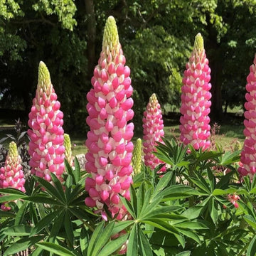Heirloom Non-GMO Pink Lupine Popsicle Flower Seeds – Tall Spiky Blooms for Garden Planting