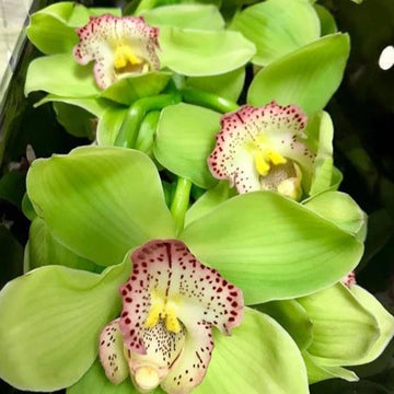 Green Cymbidium Orchid Seeds - Heirloom Non-GMO Planting Flower Seeds