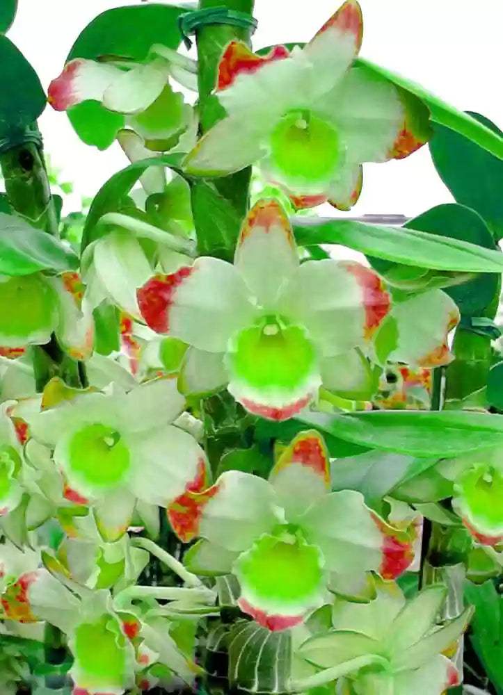 Green Phalaenopsis Orchid Flower Seeds, Heirloom, Non-GMO Seeds for Planting seeds for planting in home garden