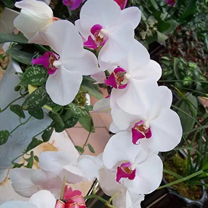Butterfly Orchid Seeds for Planting - NON GMO Seeds seeds for planting in home garden