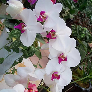 Butterfly Orchid Seeds for Planting - NON GMO Seeds