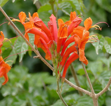 Heirloom Orange Cape Honeysuckle Flower Seeds, Non-GMO Vibrant Blooms for Planting