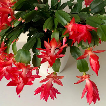 Red Schlumbergera Flower Seeds for Planting – Heirloom Non-GMO Christmas Cactus Seeds