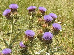Violet Cardunculus Flower Seeds for Planting NON GMO Seeds seeds for planting in home garden