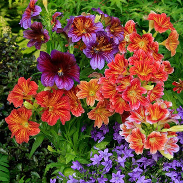 Heirloom Non-GMO Mixed Salpiglossis Flower Seeds for Garden Planting – Colorful Velvet-Like Blooms