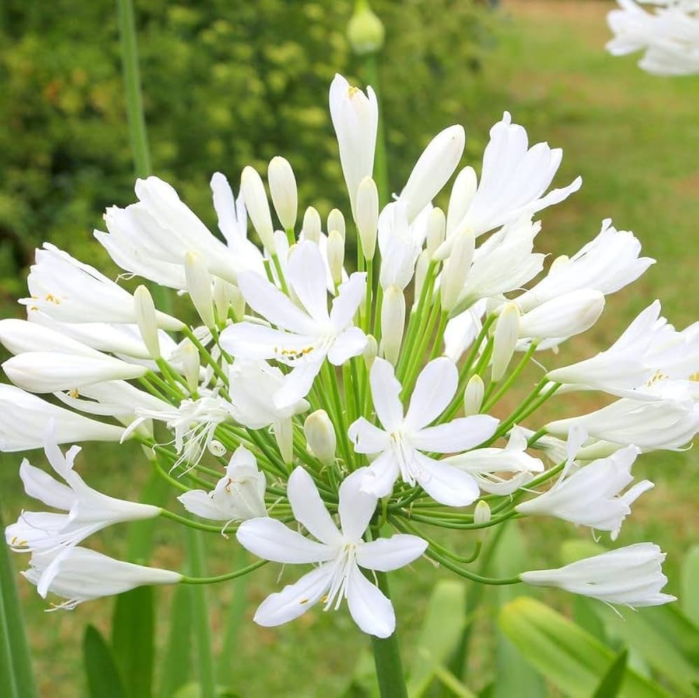Heirloom Agapanthus Africanus Flower Seeds, Non-GMO Lily of the Nile Blooms for Elegant Garden Planting for planting in home garden