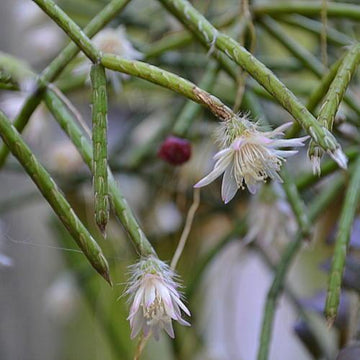 Pilocarpa White Flower Seeds for Planting – Organic, Heirloom, Non-GMO Seeds