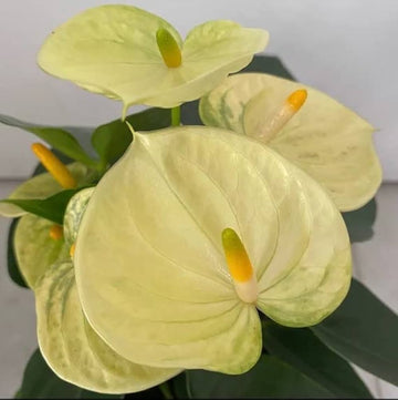 Heirloom Non-GMO Anthurium Flower Seeds for Planting – Light Yellow Exotic Blooms