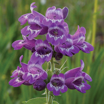 Heirloom Non-GMO Purple Beardtongue Flower Seeds for Unique Garden Accents and Outdoor Planting