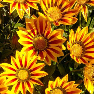 Yellow & Red Gazania Rigens Heirloom Non-GMO Seeds for Planting