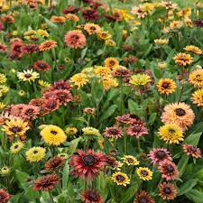 Rudbeckia Sahara Seeds for Planting - NON GMO Seeds seeds for planting in home garden