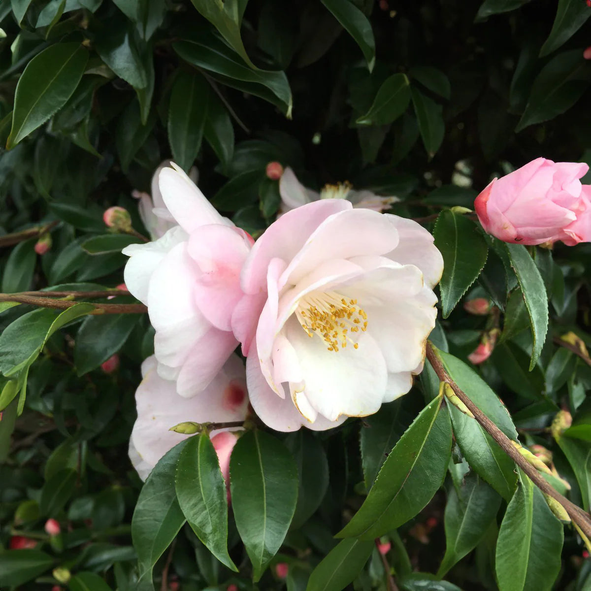 Camellia flower seeds planting, 100 pcs for planting in home garden