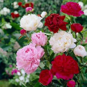 Heirloom Non-GMO Mixed Paeonia Suffruticosa Flower Seeds for Lush Garden Blooms and Seasonal Planting