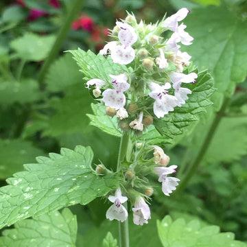 Heirloom Non-GMO Catnip Nepeta Flower Seeds for Garden Planting – Aromatic Herb for Pollinators