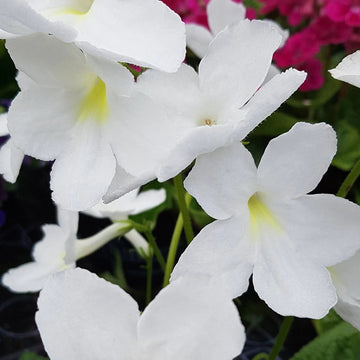 Heirloom Non-GMO Streptocarpus Flower Seeds for Garden Planting – Shade-Loving Vibrant Blooms