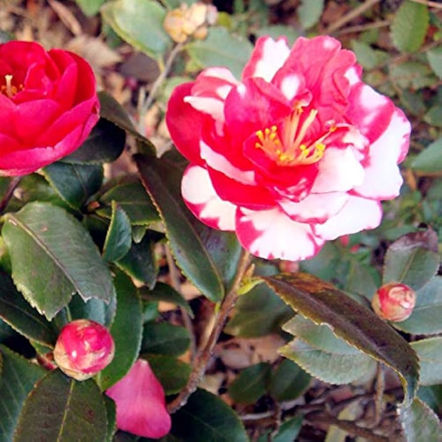 Organic Red White Camellia Japonica Flower Seeds for Planting for planting in home garden