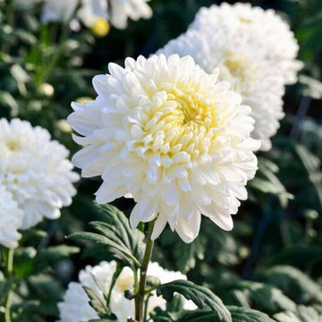 Organic Heirloom Non-GMO White Chrysanthemum Seeds for Planting – Garden Blooms
