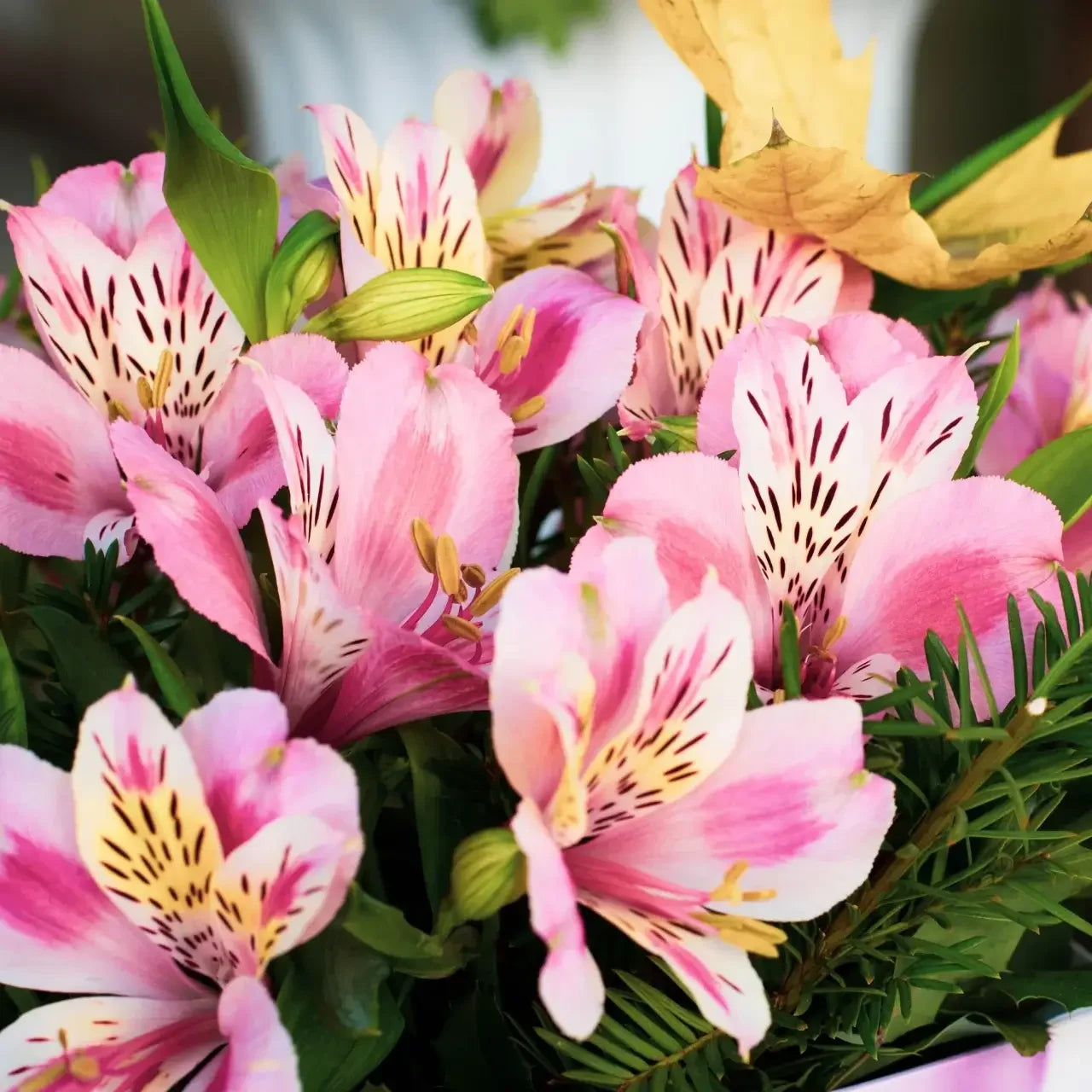 Heirloom Non-GMO Alstroemeria Flower Seeds for Planting for planting in home garden