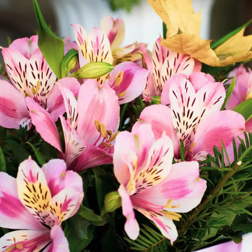 Heirloom Non-GMO Alstroemeria Flower Seeds for Planting – Exotic Peruvian Lily Garden Blooms
