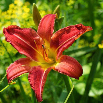Heirloom Non-GMO Hemerocallis Flower Seeds for Long-Blooming Perennial Garden Planting