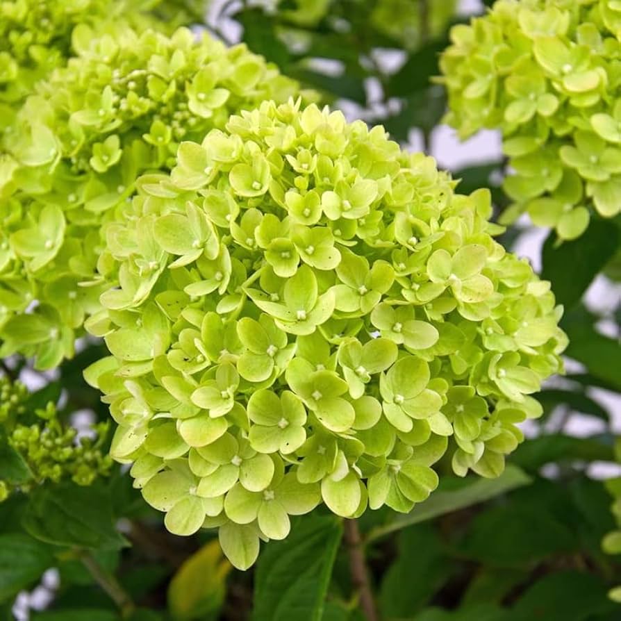 Heirloom Green Hydrangea Flower Seeds, Non-GMO Lush Blooms for Planting for planting in home garden