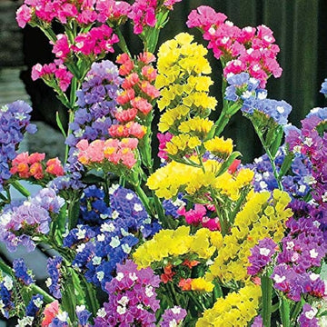 Heirloom Non-GMO Lavender Flower Seeds Mixed Colors for Garden Planting – Aromatic Floral Blend