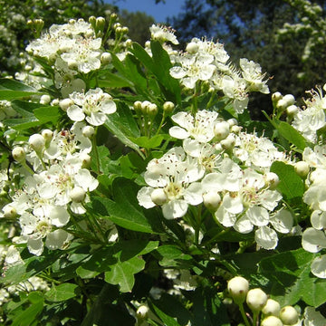 Crataegus Flower Seeds – Heirloom Non-GMO Hawthorn Seeds for Hardy Ornamental Garden Hedges