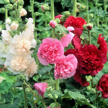 Heirloom Hollyhock Carnival Flower Seeds, Non-GMO Tall Colorful Blooms for Cottage Garden Planting