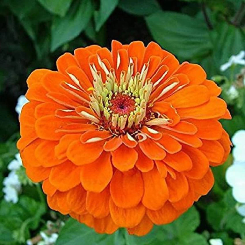 Orange Anthemoides Flower Seeds for Planting - NON GMO Seeds seeds for planting in home garden