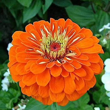 Orange Anthemoides Flower Seeds for Planting - NON GMO Seeds