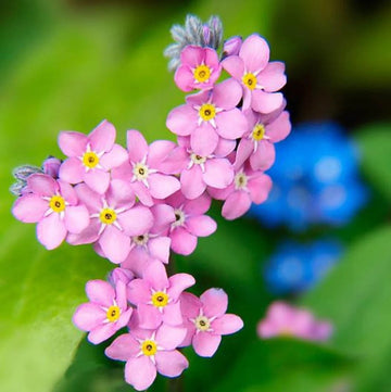 Heirloom Non-GMO Pink Myosotis Sylvatica Flower Seeds for Charming Cottage Garden Planting