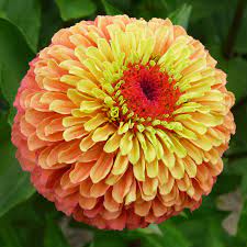 Lime Orange Zinnia Flower Seeds for Planting – Bright, Vibrant Blooms, Non-GMO, Heirloom Seeds