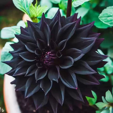 Black Carnation Flower Seeds – Heirloom, Non-GMO Seeds for Planting Elegant Garden Blooms