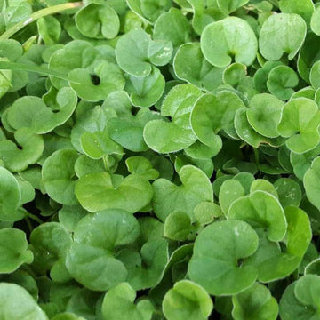 Dichondra Plant Seeds – Heirloom, Non-GMO, Lush Ground Cover for Garden and Landscape Planting