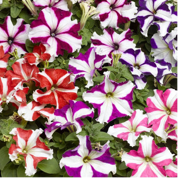 Mixed Pelleted Petunia Flower Seeds for Planting - Heirloom, NON-GMO, Easy Grow Garden Blooms