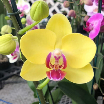Orchid Phalaenopsis Flower Seeds, Heirloom, Non-GMO Elegant Tropical Blooms for Indoor Planting