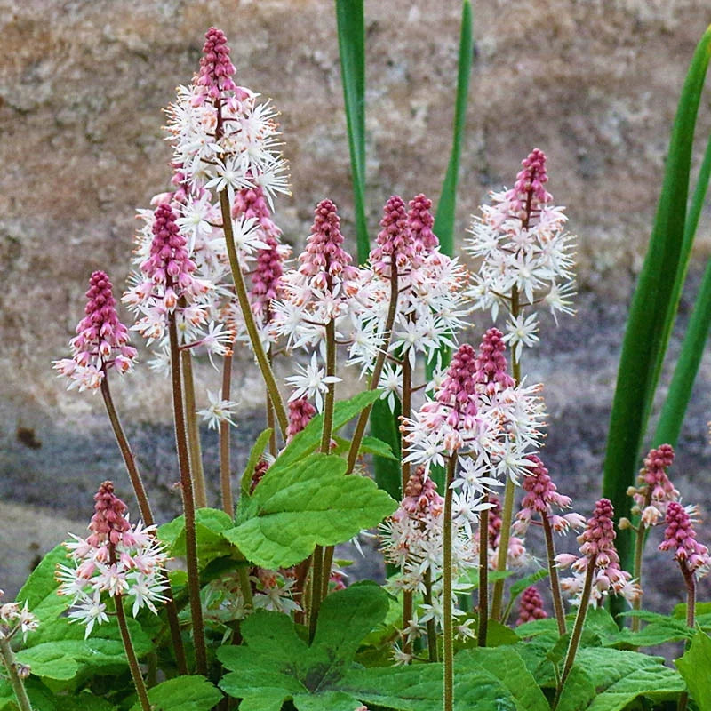 Pink White Tiarella Seeds for Planting, NON GMO Seeds seeds for planting in home garden