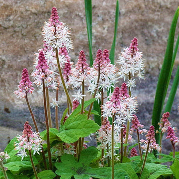 Pink White Tiarella Seeds for Planting, NON GMO Seeds