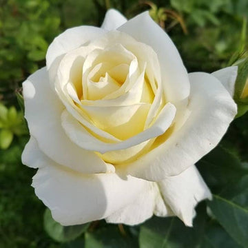 Heirloom Non-GMO White Rose Seeds for Garden Planting