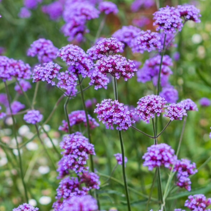 Verbena Flower Seeds for Planting - 100 pcs for planting in home garden