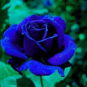 Dark Blue Rose Flower Seeds for Planting – Heirloom, Non-GMO Seeds for Garden Blooms